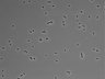 479-Ikebe-MorphResDL/CFIX_20220925_CFIX3_0020 thumbnail