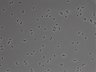 479-Ikebe-MorphResDL/CFIX_20220925_CFIX4_0001 thumbnail