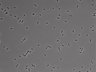479-Ikebe-MorphResDL/CFIX_20220925_CFIX4_0002 thumbnail