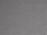 479-Ikebe-MorphResDL/CFIX_20220925_CFIX4_0003 thumbnail