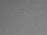 479-Ikebe-MorphResDL/CFIX_20220925_CFIX4_0006 thumbnail