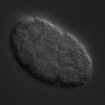 Thumbnail for dataset wt_N2_030218_01