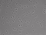 479-Ikebe-MorphResDL/CFIX_20220925_CFIX4_0009 thumbnail