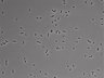 479-Ikebe-MorphResDL/CFIX_20220925_CFIX4_0013 thumbnail
