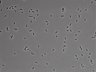 479-Ikebe-MorphResDL/CFIX_20220925_CFIX4_0015 thumbnail