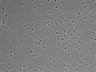 479-Ikebe-MorphResDL/CFIX_20220925_CFIX4_0017 thumbnail