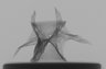 Thumbnail for dataset Histiopterus_typus_SL80mm