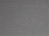 479-Ikebe-MorphResDL/CFIX_20220925_P_0004 thumbnail