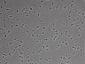 479-Ikebe-MorphResDL/CFIX_20220925_P_0006 thumbnail