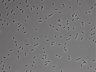 479-Ikebe-MorphResDL/CFIX_20220925_P_0010 thumbnail