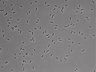 479-Ikebe-MorphResDL/CFIX_20220925_P_0011 thumbnail