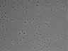 479-Ikebe-MorphResDL/CFIX_20220925_P_0016 thumbnail