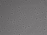 479-Ikebe-MorphResDL/CFIX_20220925_P_0017 thumbnail
