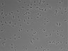 479-Ikebe-MorphResDL/CFIX_20220925_P_0018 thumbnail