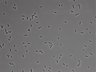 479-Ikebe-MorphResDL/CFIX_20220925_P_0020 thumbnail