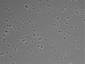 479-Ikebe-MorphResDL/CP_20220427_CP2_0004 thumbnail