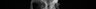 Thumbnail for Konosirus_punctatus_SL130mm