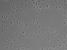 479-Ikebe-MorphResDL/CP_20220427_P_0004 thumbnail