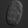 Thumbnail for dataset wt_N2_030218_04