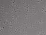 479-Ikebe-MorphResDL/CP_20220910_CP2_0003 thumbnail