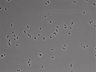 479-Ikebe-MorphResDL/CP_20220910_CP2_0014 thumbnail
