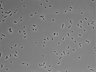 479-Ikebe-MorphResDL/CP_20220910_CP4_0019 thumbnail