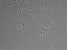 479-Ikebe-MorphResDL/CP_20220910_CP4_0020 thumbnail