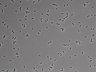 479-Ikebe-MorphResDL/CP_20220910_P_0003 thumbnail