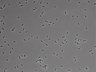 479-Ikebe-MorphResDL/CP_20220910_P_0014 thumbnail