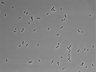 479-Ikebe-MorphResDL/CPFX_20220331_CPFX1_0005 thumbnail