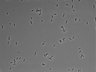 479-Ikebe-MorphResDL/CPFX_20220331_CPFX1_0006 thumbnail