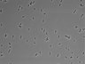 479-Ikebe-MorphResDL/CPFX_20220331_CPFX1_0007 thumbnail