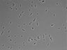 479-Ikebe-MorphResDL/CPFX_20220331_CPFX1_0008 thumbnail