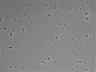 479-Ikebe-MorphResDL/CPFX_20220331_CPFX1_0009 thumbnail