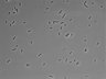 479-Ikebe-MorphResDL/CPFX_20220331_CPFX1_0012 thumbnail