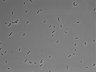 479-Ikebe-MorphResDL/CPFX_20220331_CPFX1_0015 thumbnail
