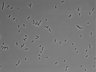 479-Ikebe-MorphResDL/CPFX_20220331_CPFX1_0017 thumbnail