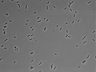 479-Ikebe-MorphResDL/CPFX_20220331_CPFX1_0020 thumbnail