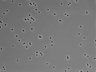 479-Ikebe-MorphResDL/CPFX_20220331_CPFX2_0003 thumbnail