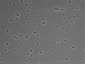 479-Ikebe-MorphResDL/CPFX_20220331_CPFX2_0006 thumbnail