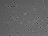 479-Ikebe-MorphResDL/CPFX_20220331_CPFX2_0007 thumbnail