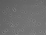 479-Ikebe-MorphResDL/CPFX_20220331_CPFX2_0009 thumbnail