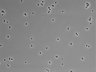 479-Ikebe-MorphResDL/CPFX_20220331_CPFX2_0012 thumbnail
