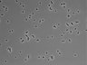479-Ikebe-MorphResDL/CPFX_20220331_CPFX2_0013 thumbnail