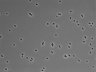 479-Ikebe-MorphResDL/CPFX_20220331_CPFX2_0016 thumbnail