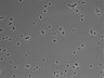 479-Ikebe-MorphResDL/CPFX_20220331_CPFX2_0020 thumbnail