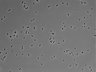 479-Ikebe-MorphResDL/CPFX_20220331_CPFX3_0001 thumbnail