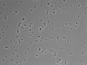 479-Ikebe-MorphResDL/CPFX_20220331_CPFX3_0003 thumbnail