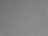 479-Ikebe-MorphResDL/CPFX_20220331_CPFX3_0006 thumbnail
