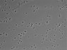 479-Ikebe-MorphResDL/CPFX_20220331_CPFX3_0010 thumbnail